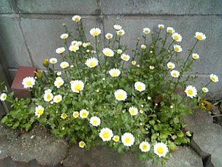 Image139.jpg