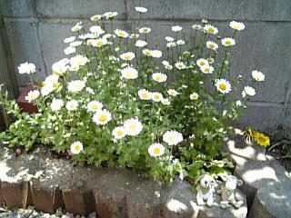 Image143.jpg