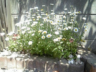 Image183.jpg