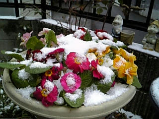 Image414.jpg