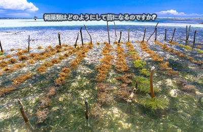 褐藻類はどのようにして苔になるのですか?