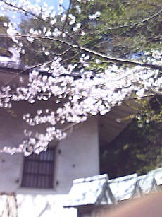 sakura 2