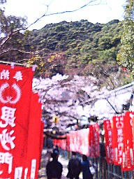 sakura 