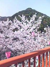 sakura 3