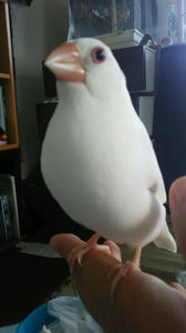 貧血文鳥 招き文鳥さん