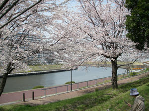 宮城ゆうゆう公園の桜 Marco自転車タイヤショップ