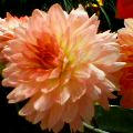 P251iS06151-2.jpg