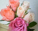 rose1.jpg