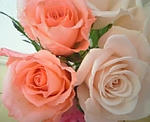 rose2.jpg
