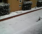 snow.jpg