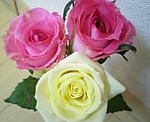 薔薇