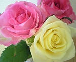 薔薇