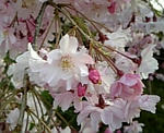 枝垂れ桜