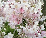 枝垂れ桜