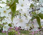 2008桜