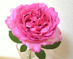 薔薇