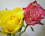 夏の薔薇