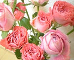 夏に薔薇