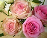 癒しの薔薇