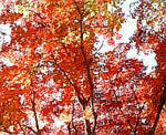 紅葉