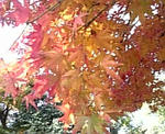 紅葉