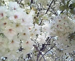 青山の桜