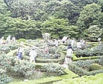洋風庭園/薔薇