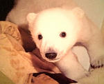 knut