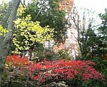 紅葉