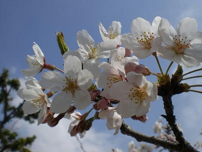 s-CIMG0319.jpg