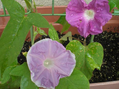s-CIMG0915.jpg
