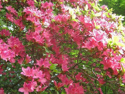 s-s-IMG_1667.jpg