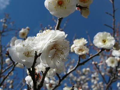 s-IMG_0381.jpg