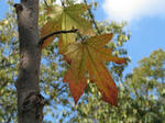 IMG_0070-s.jpg