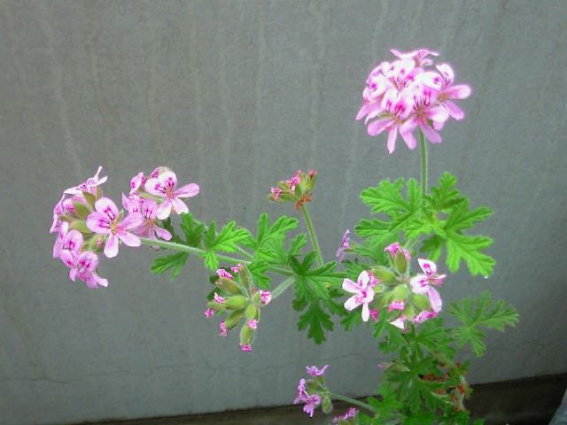 201206030836000.jpg