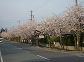 駅前道路の桜並木