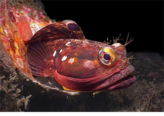 サーカスティックフリンジヘッド