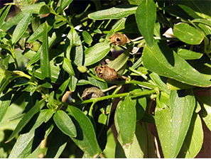 エイリアンヘッド