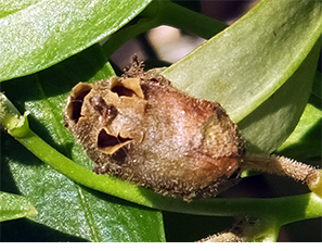 ドラゴンスカル