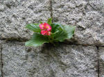 flower.jpg