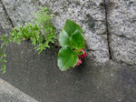 flower2.jpg