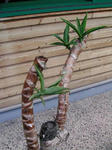 yucca1.jpg