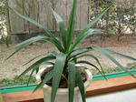 yucca1.jpg
