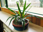 yucca1.jpg
