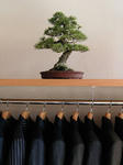 bonsai.jpg
