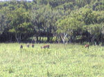 Image301.jpg