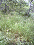 Image338.jpg
