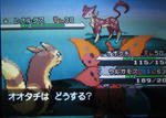 dgr_poke_0610_02.jpg