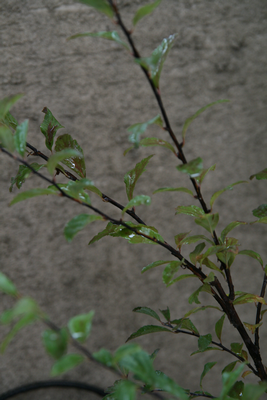 1IMG_3773.png