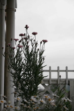 1IMG_5185.png